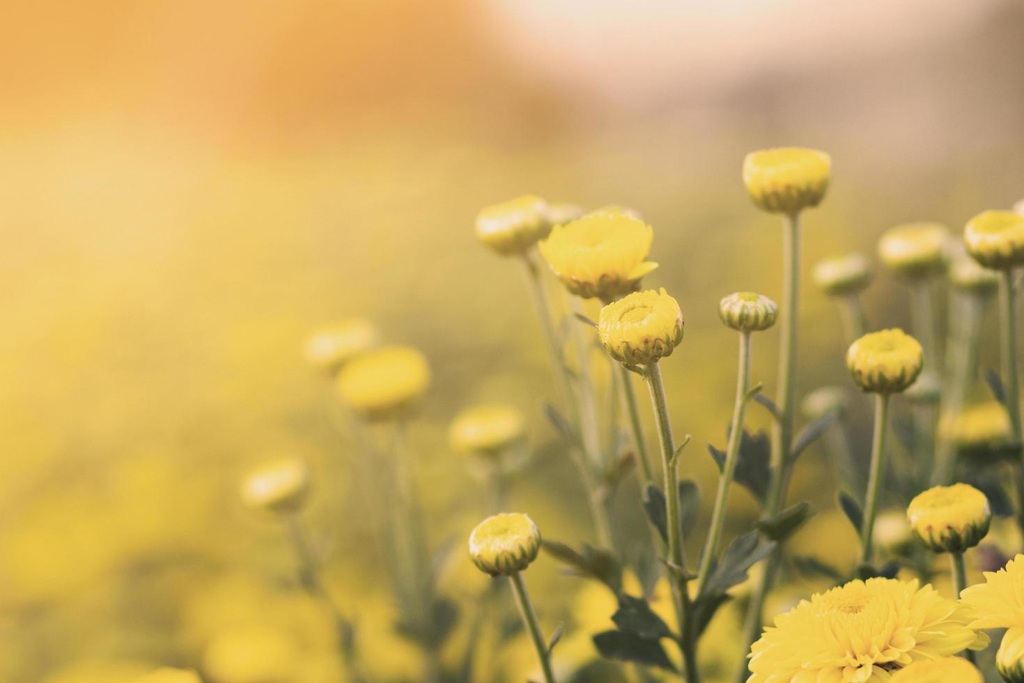 yellow marigold and blur background with soft focus in the garden. photo