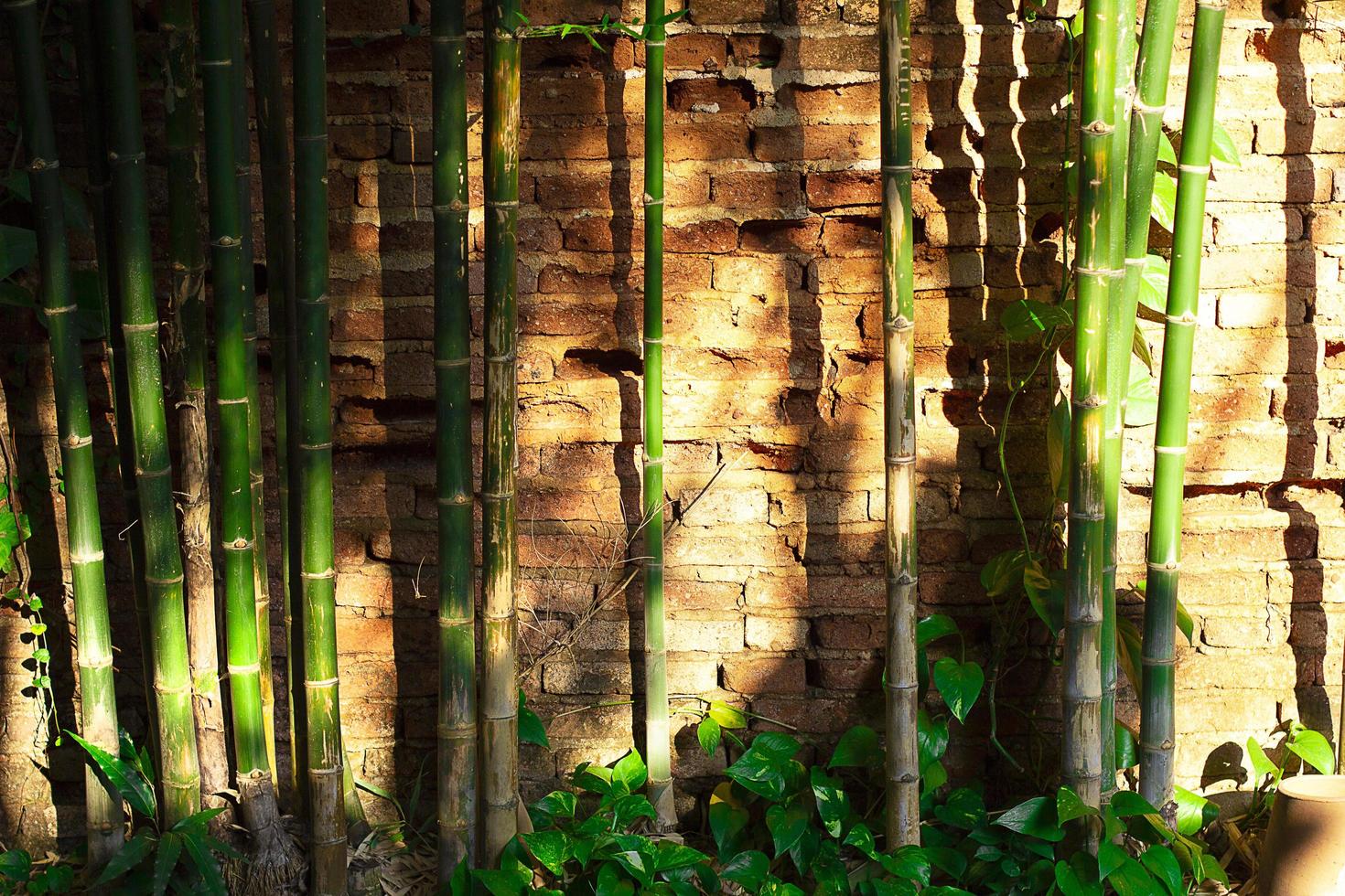 Bamboo of pattern on the surface with light nature. photo