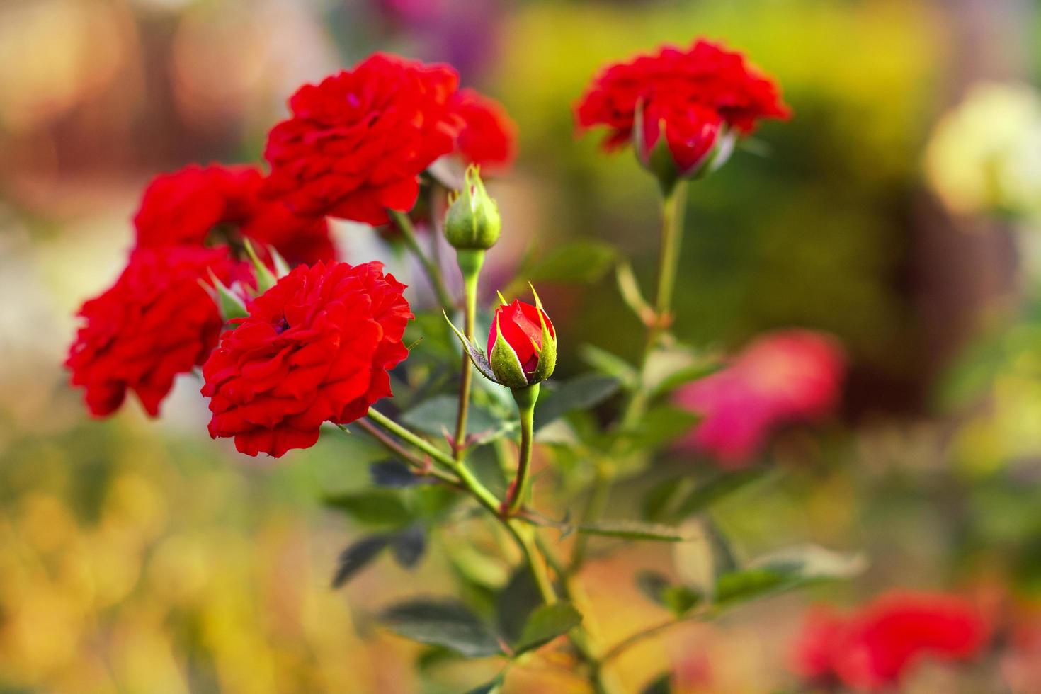 hermosas flores de rosas rojas en el jardín con naturaleza ligera 8522919  Foto de stock en Vecteezy