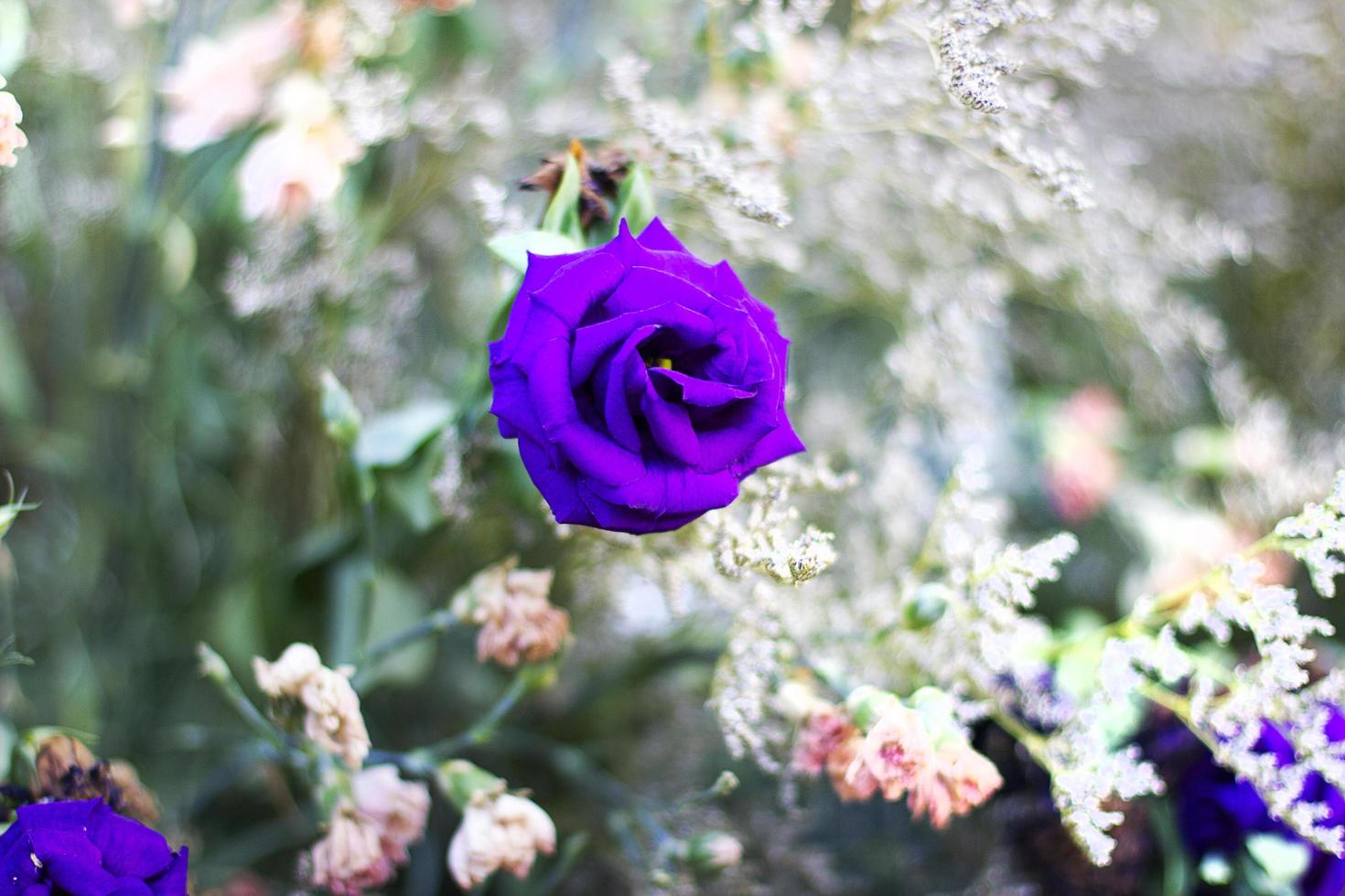 hermosa flor rosa púrpura con fondo de puesta de sol foto