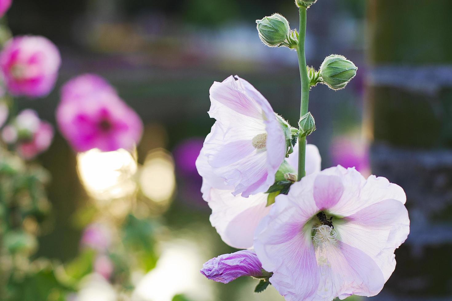 Pink hollyhock flower with sunset in the park photo