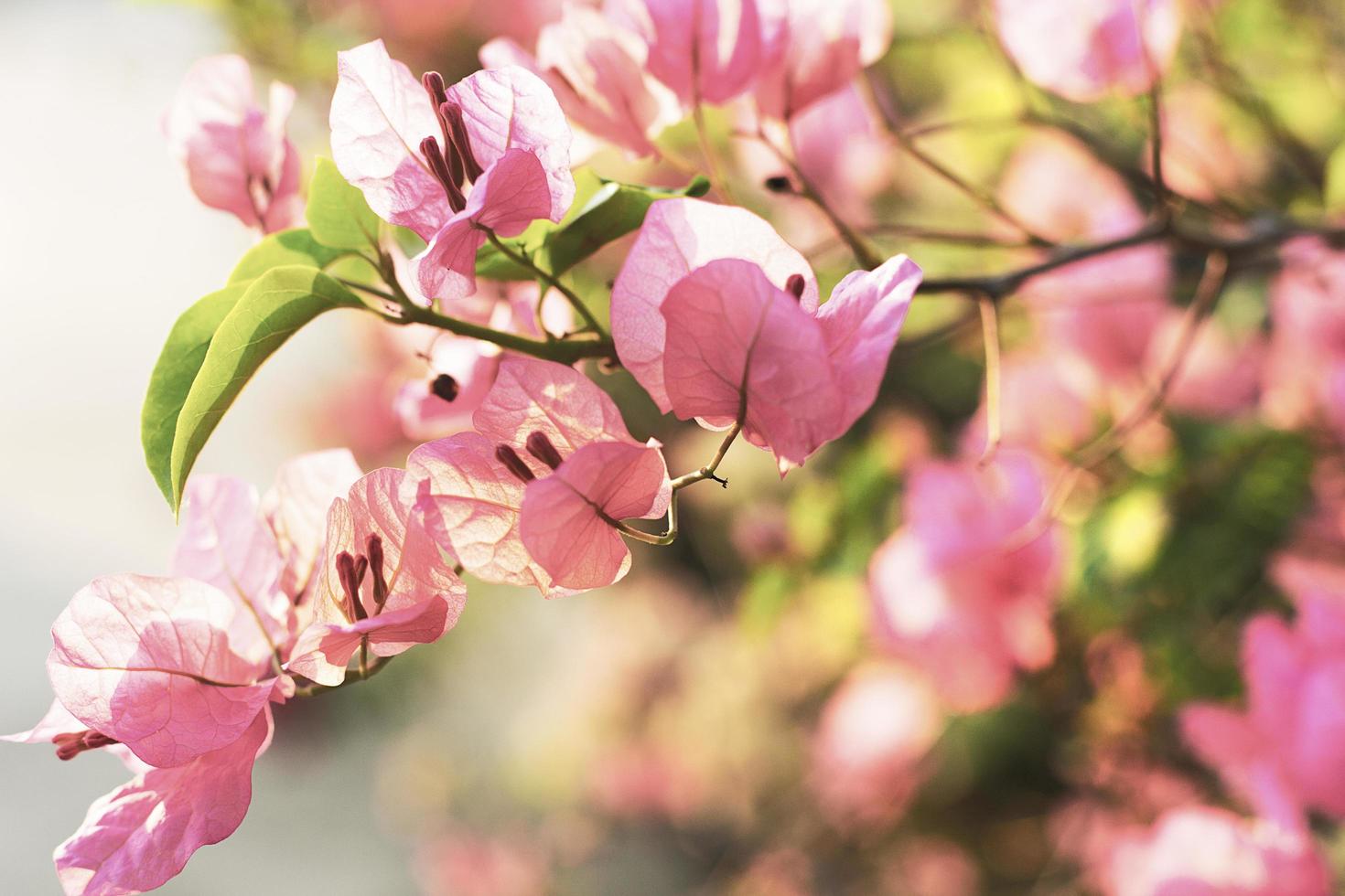 Beautiful Bougainvillea flowers on texture background. photo