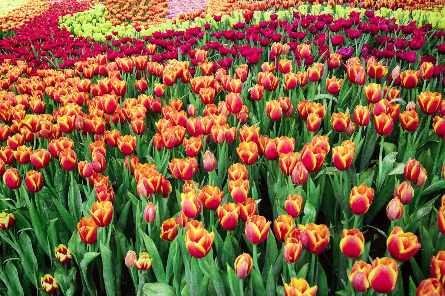 Colorful tulips in the garden with natural light. photo