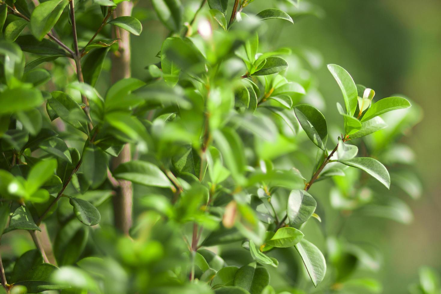 Selective of green leaf pattern on the surface with blur background. photo