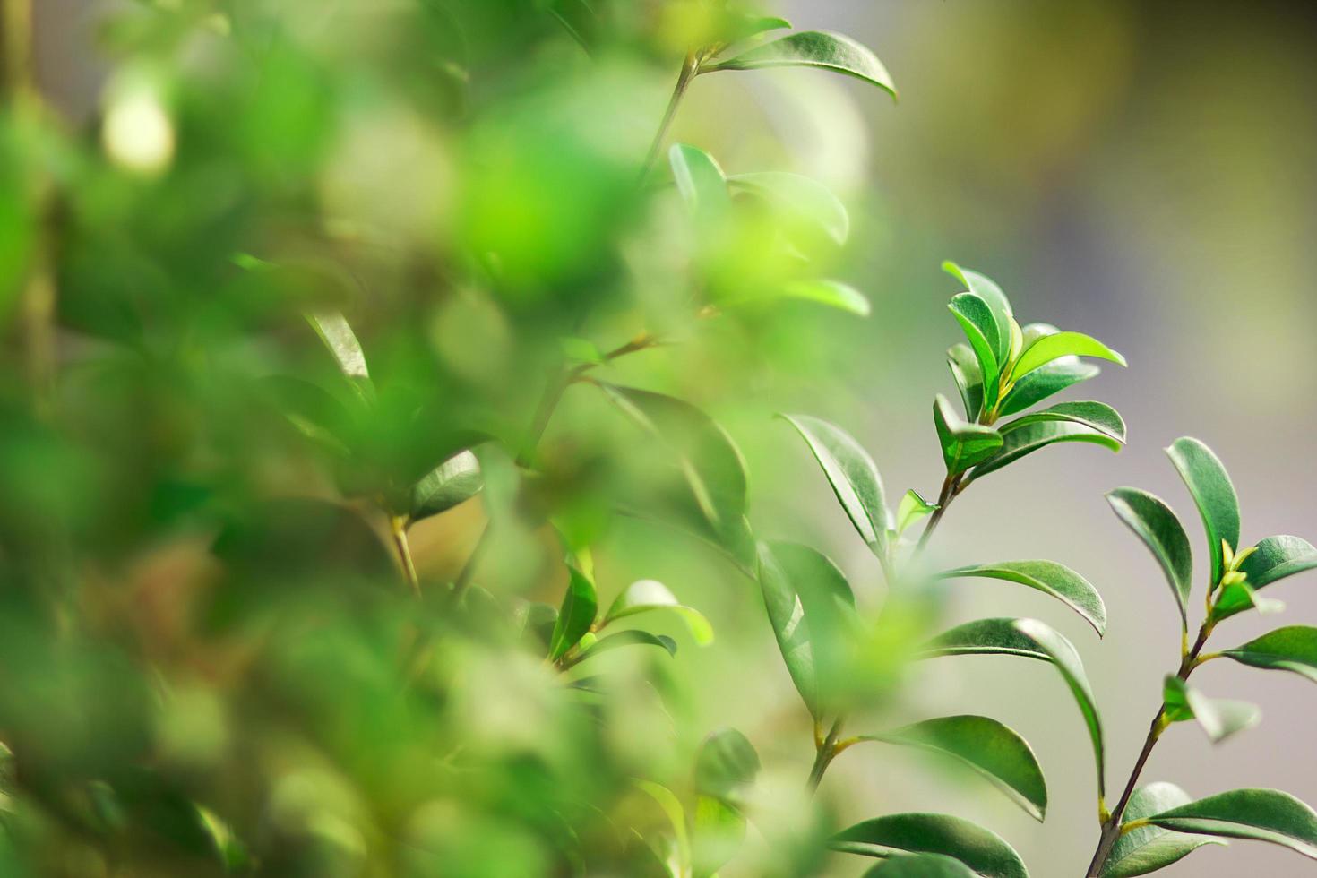 Selective of green leaf pattern on the surface with blur background. photo