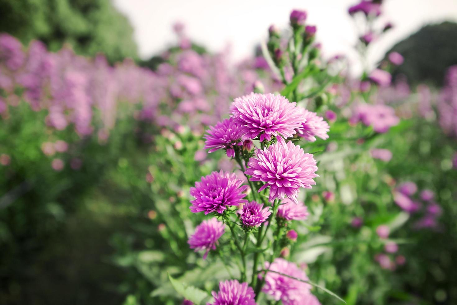 Fresh chrysanthemum flowers in the garden and light nature. photo