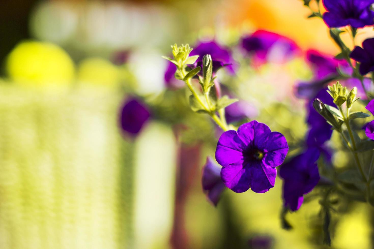 petunia refrescante en el jardín con luz. foto