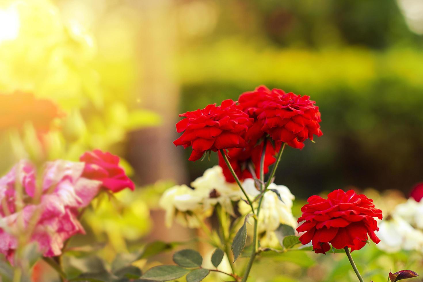 Beautiful red roses flowers in the garden with light nature photo