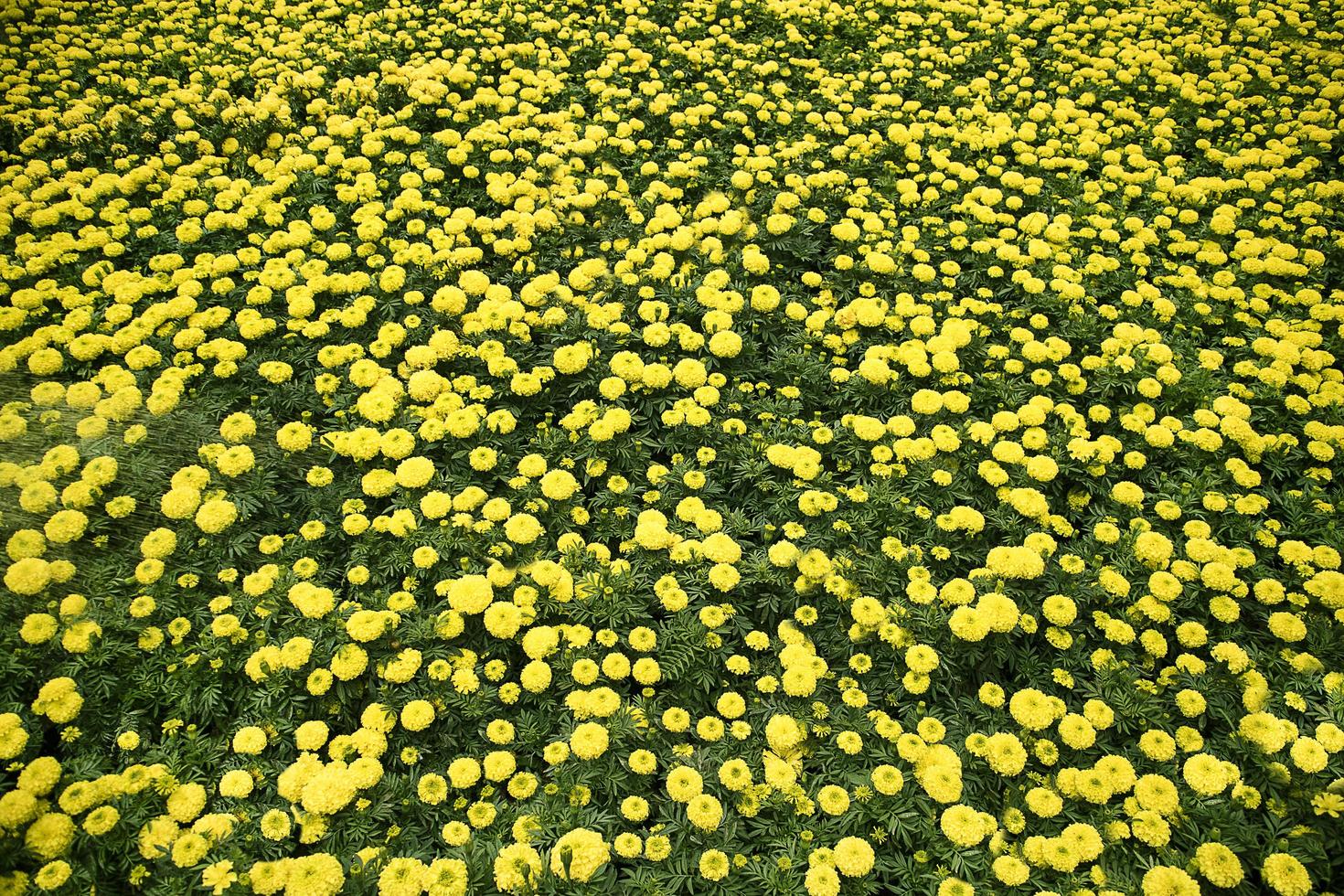 Close up of yellow marigold in the garden. photo