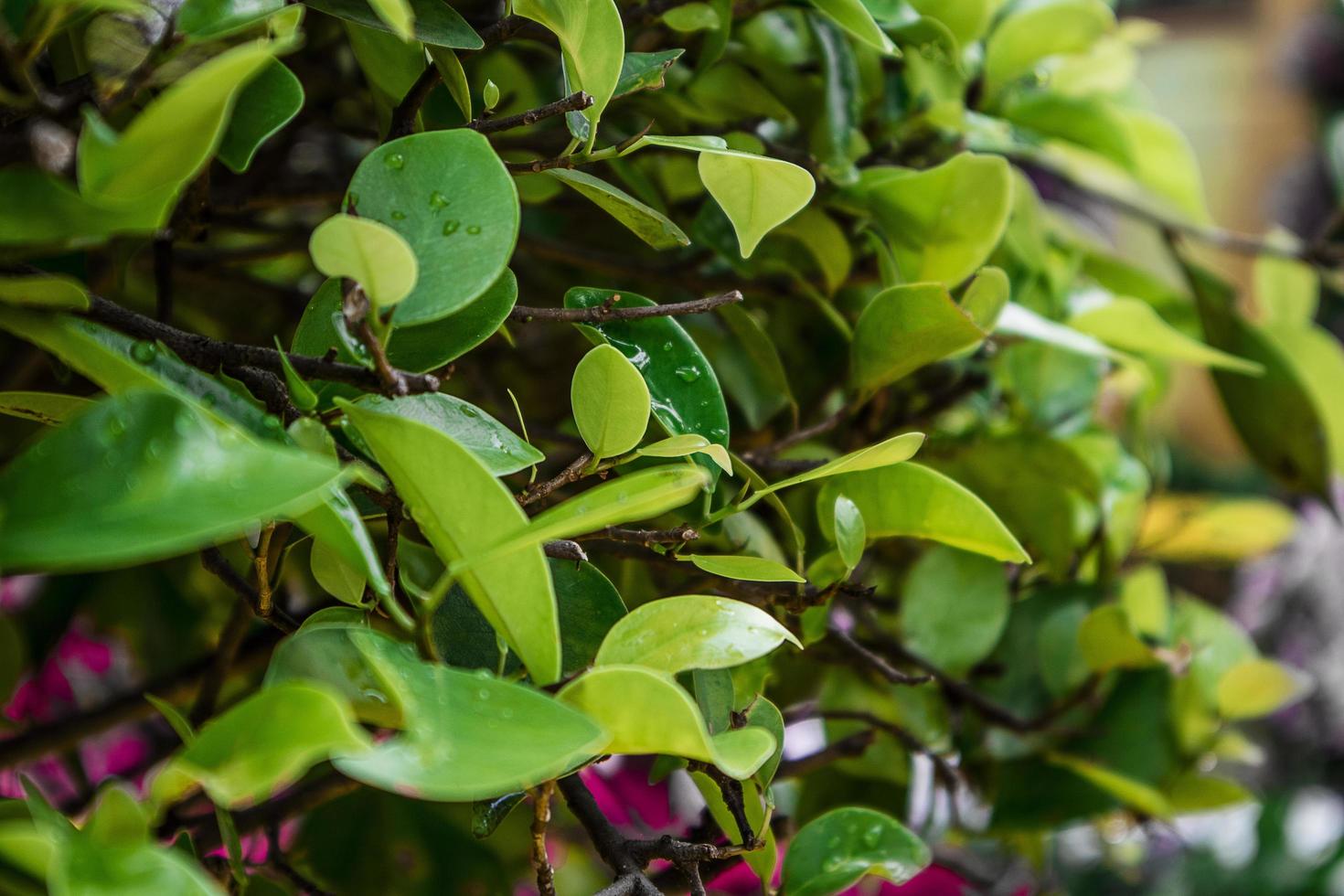 Green leaves for background photo