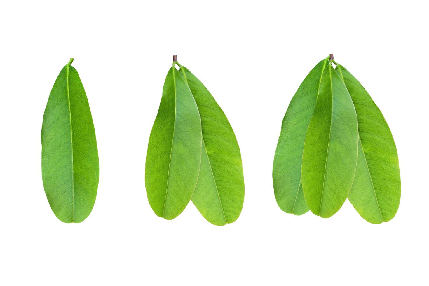 Fresh green leaves on white background with clipping path. photo