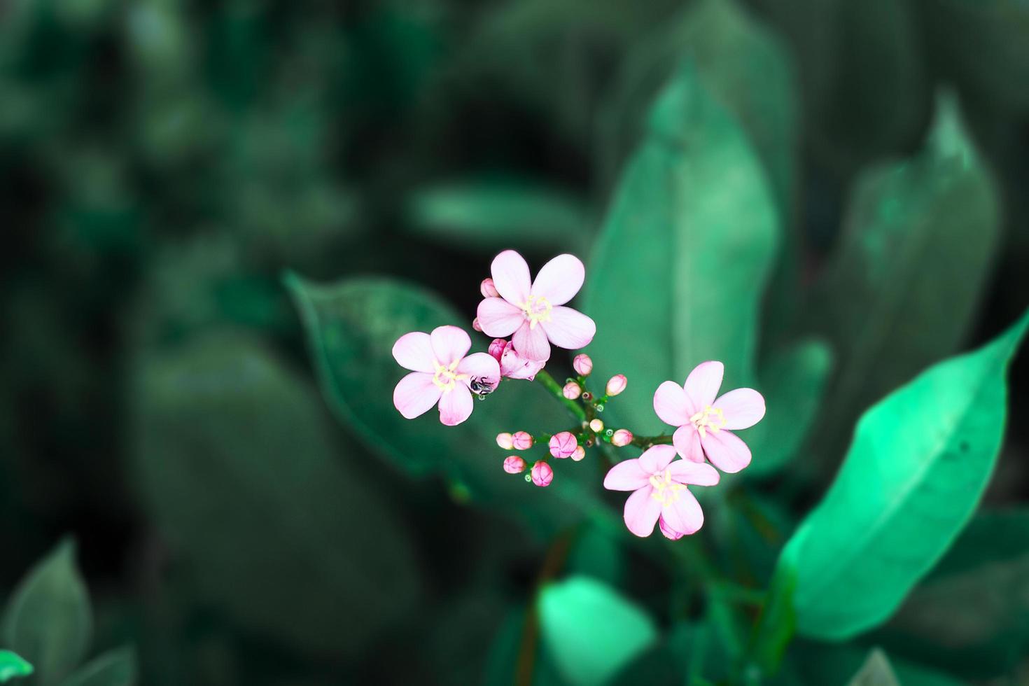 Selective of pink flower with bokeh background. photo