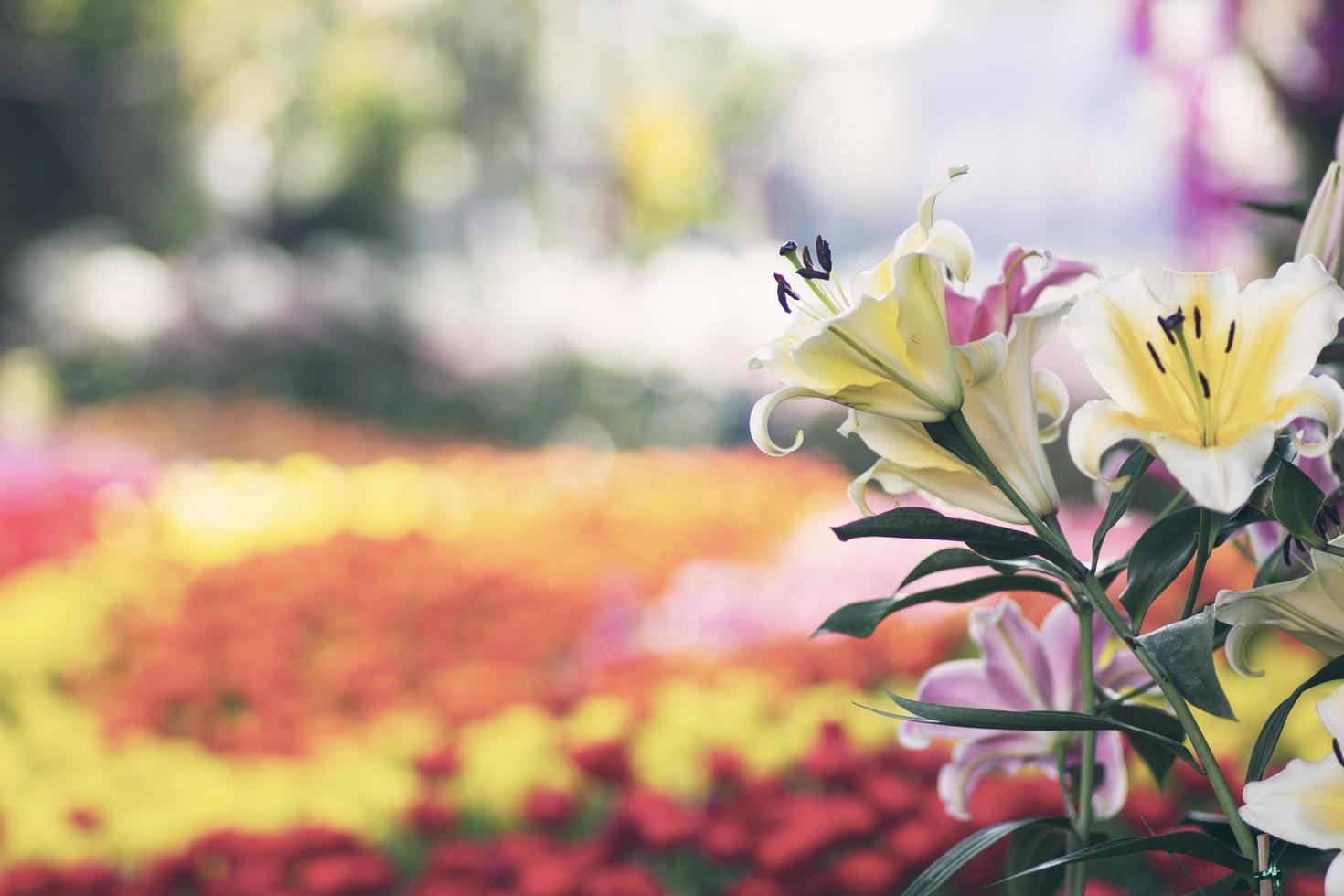 Blurred background cover background of lilly flowers. photo