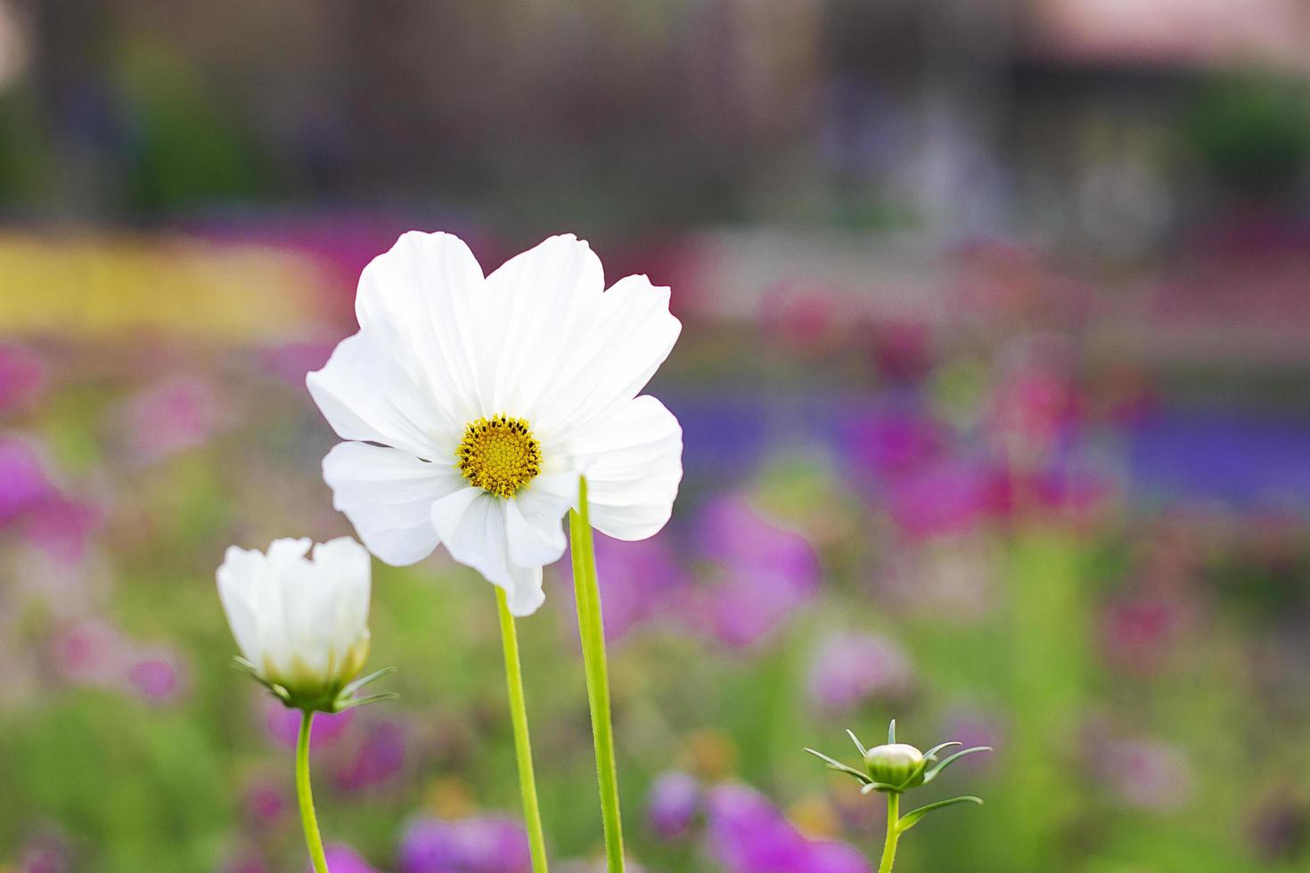 Beautiful of white mexican aster flowers. photo