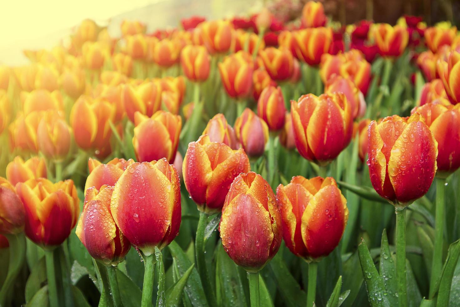 Colorful tulips in the garden with natural light. photo