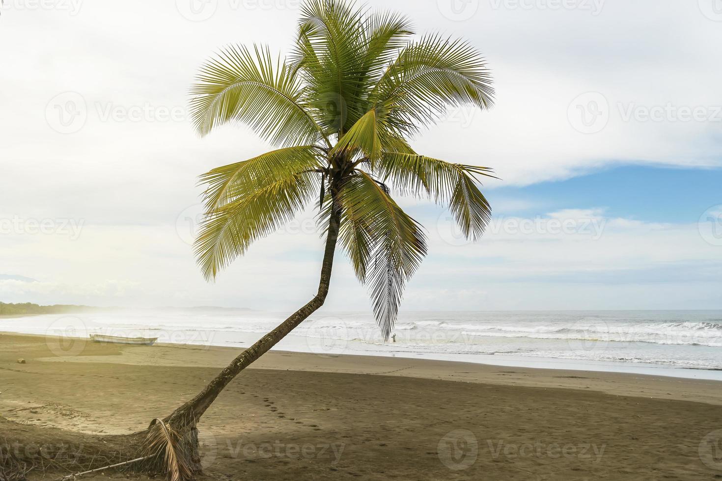 Large palm tree on a fishermen's beach. photo
