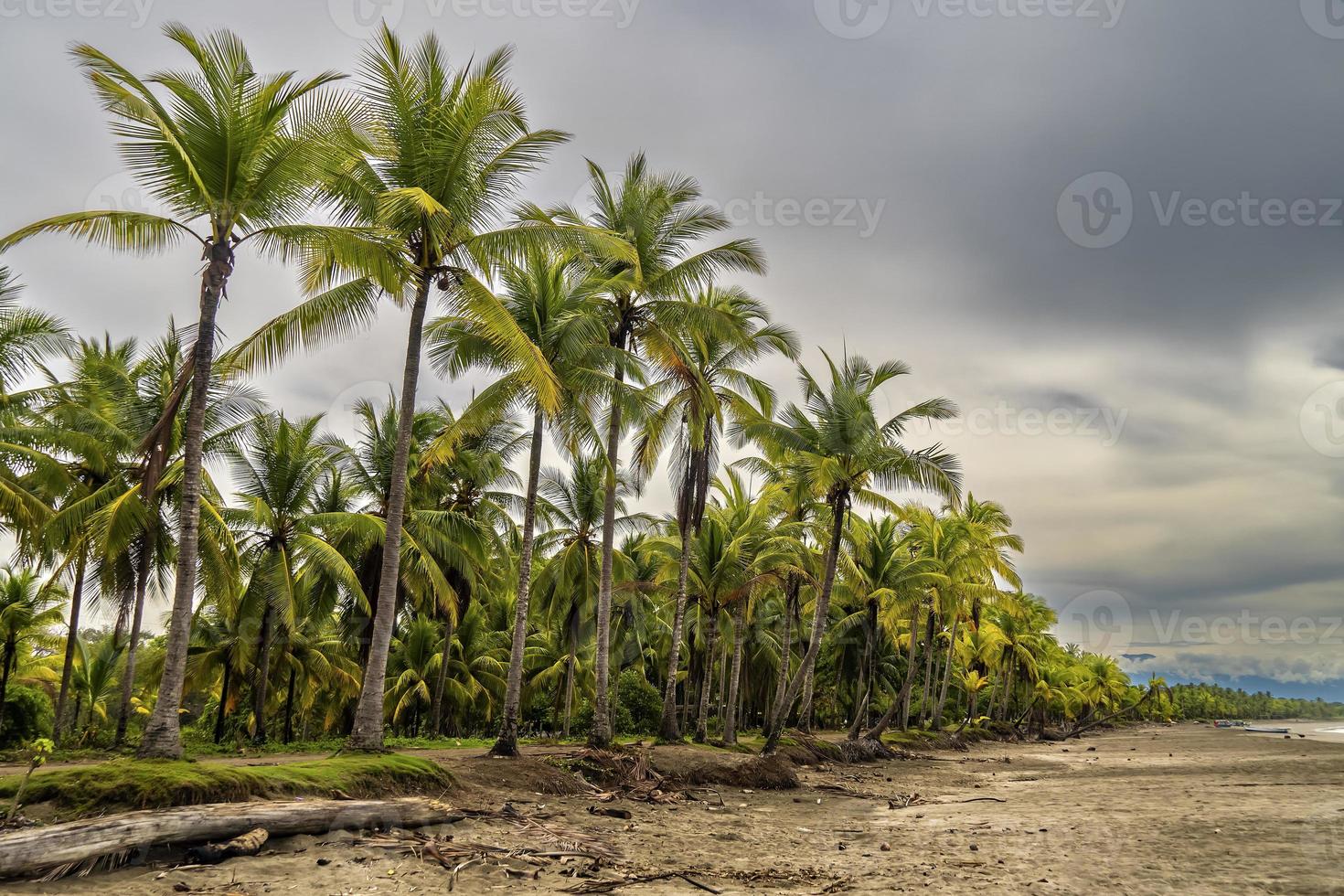 paisaje de palmeras en una playa de pescadores. foto