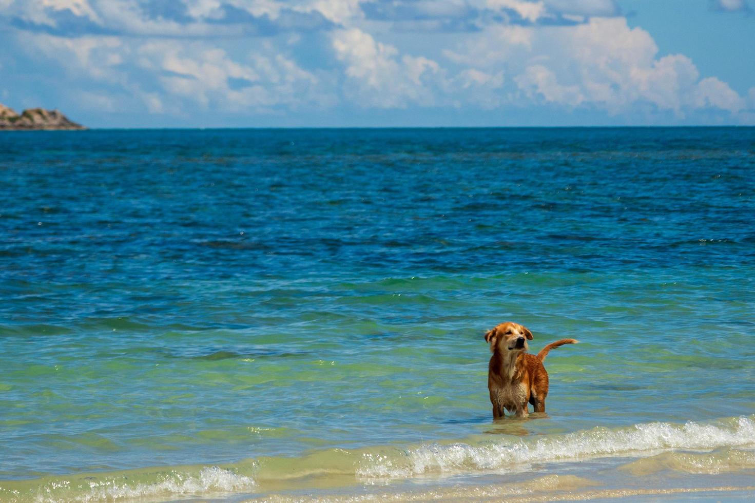 brown-haired dog was playing in the water with joy and freedom in the blue sea. On the day of the weather And the sky looks bright during holidays at Nang Ram Beach, Sattahip, Chonburi, Thailand. photo