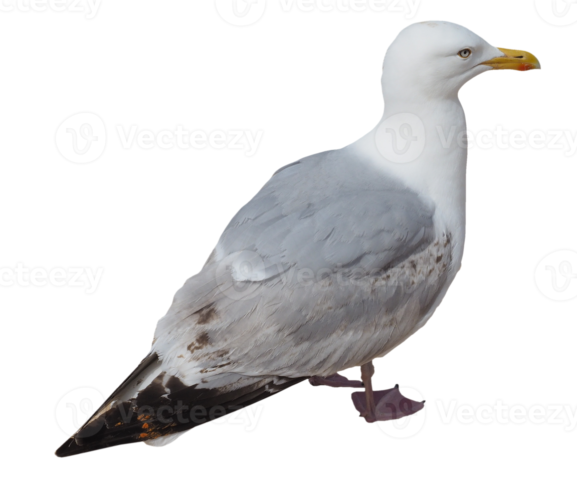 seagull bird animal transparent PNG