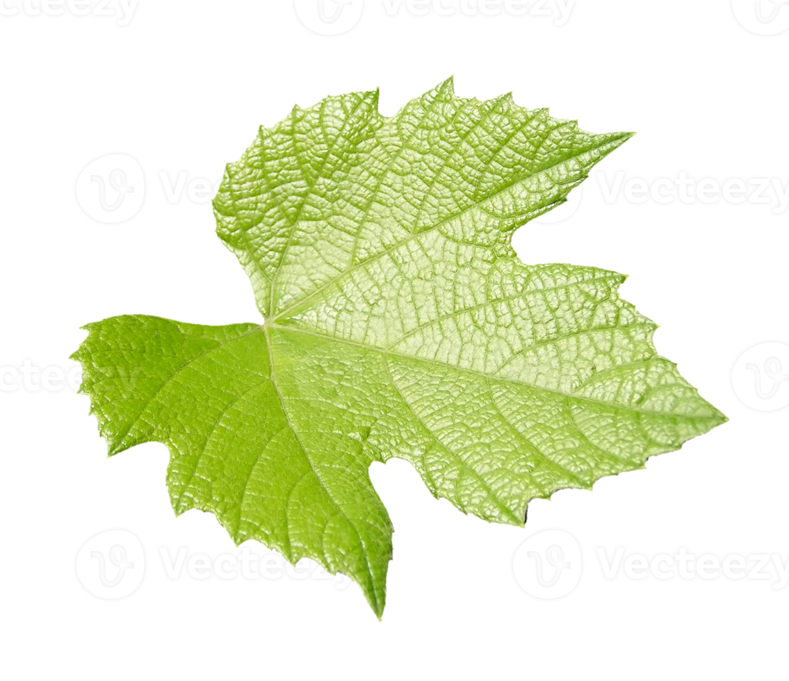 vitis vinranka blad transparent png