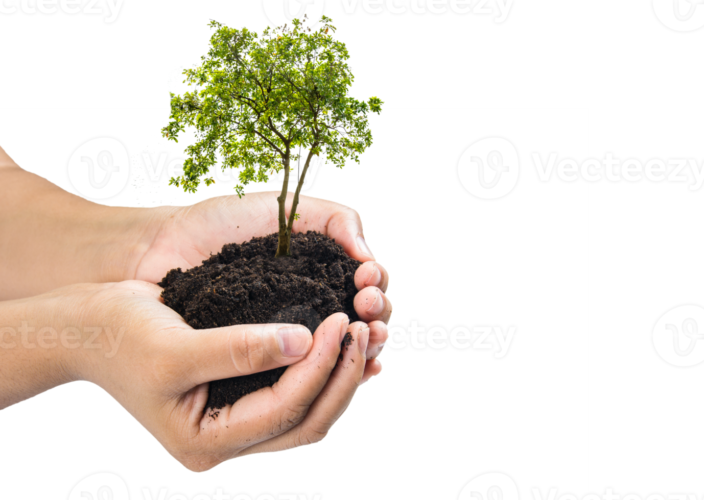 Hands holding a green young plant,small tree isolate background png