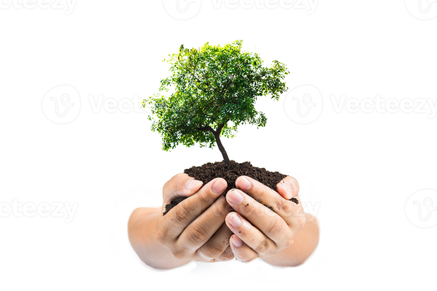Hands holding a green young plant,small tree isolate background png
