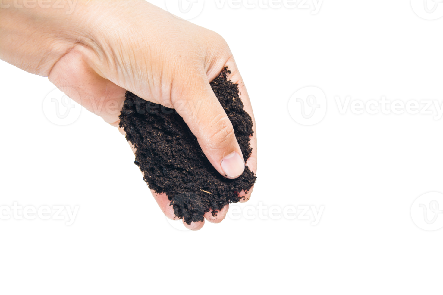 soil in hands , Hands dirty with clay black wheat in hands isolate background png