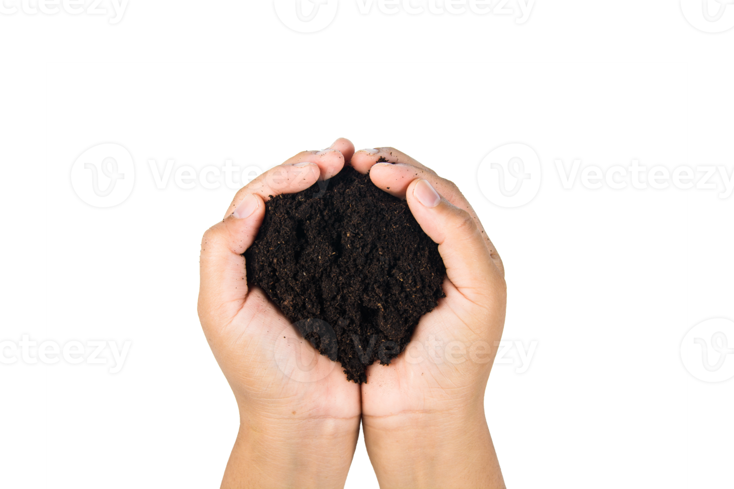 soil in hands , Hands dirty with clay black wheat in hands isolate background png