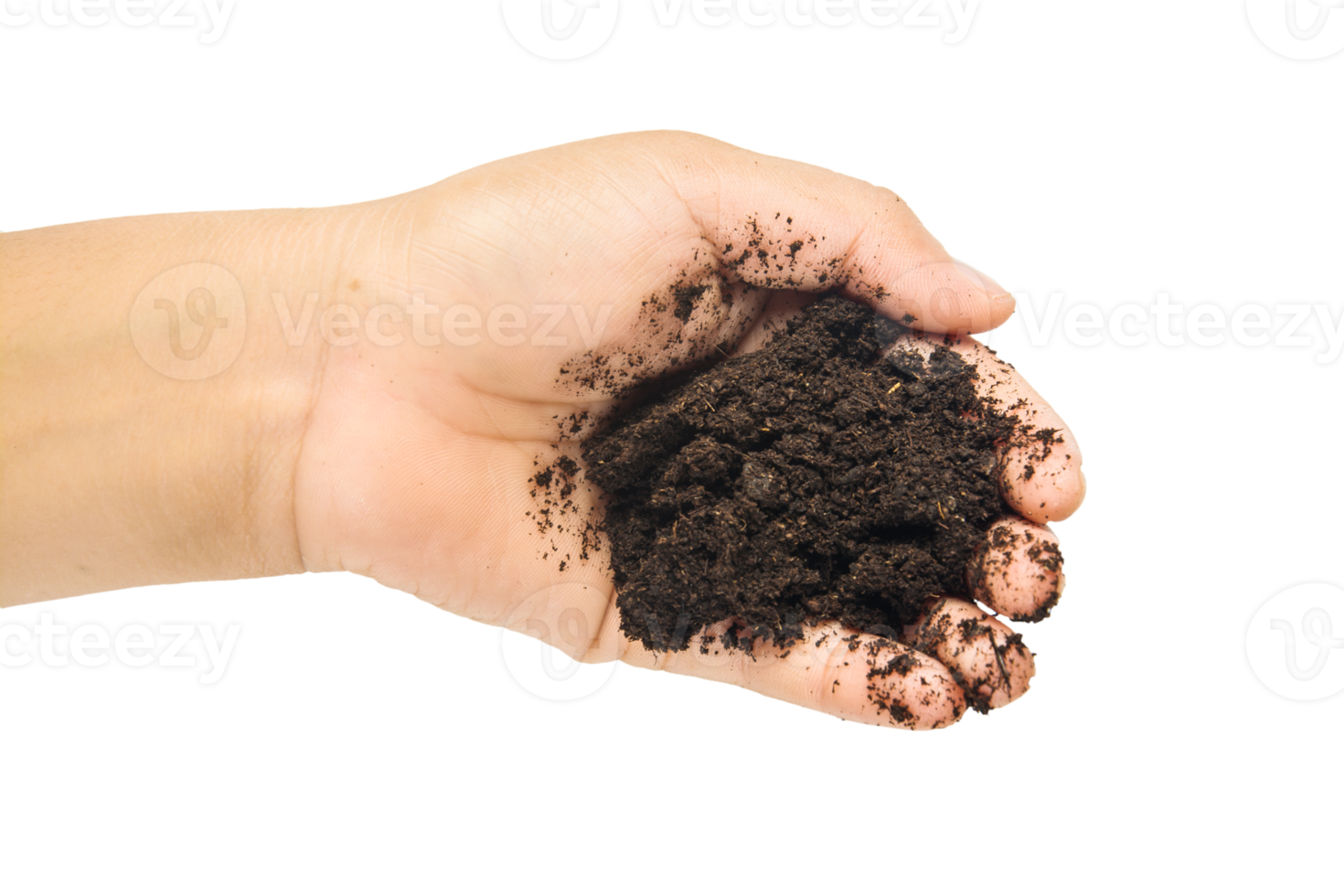 soil in hands , Hands dirty with clay black wheat in hands isolate background png