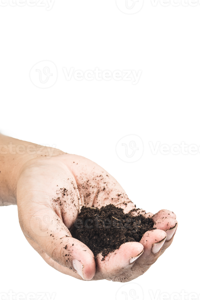 soil in hands , Hands dirty with clay black wheat in hands isolate background png