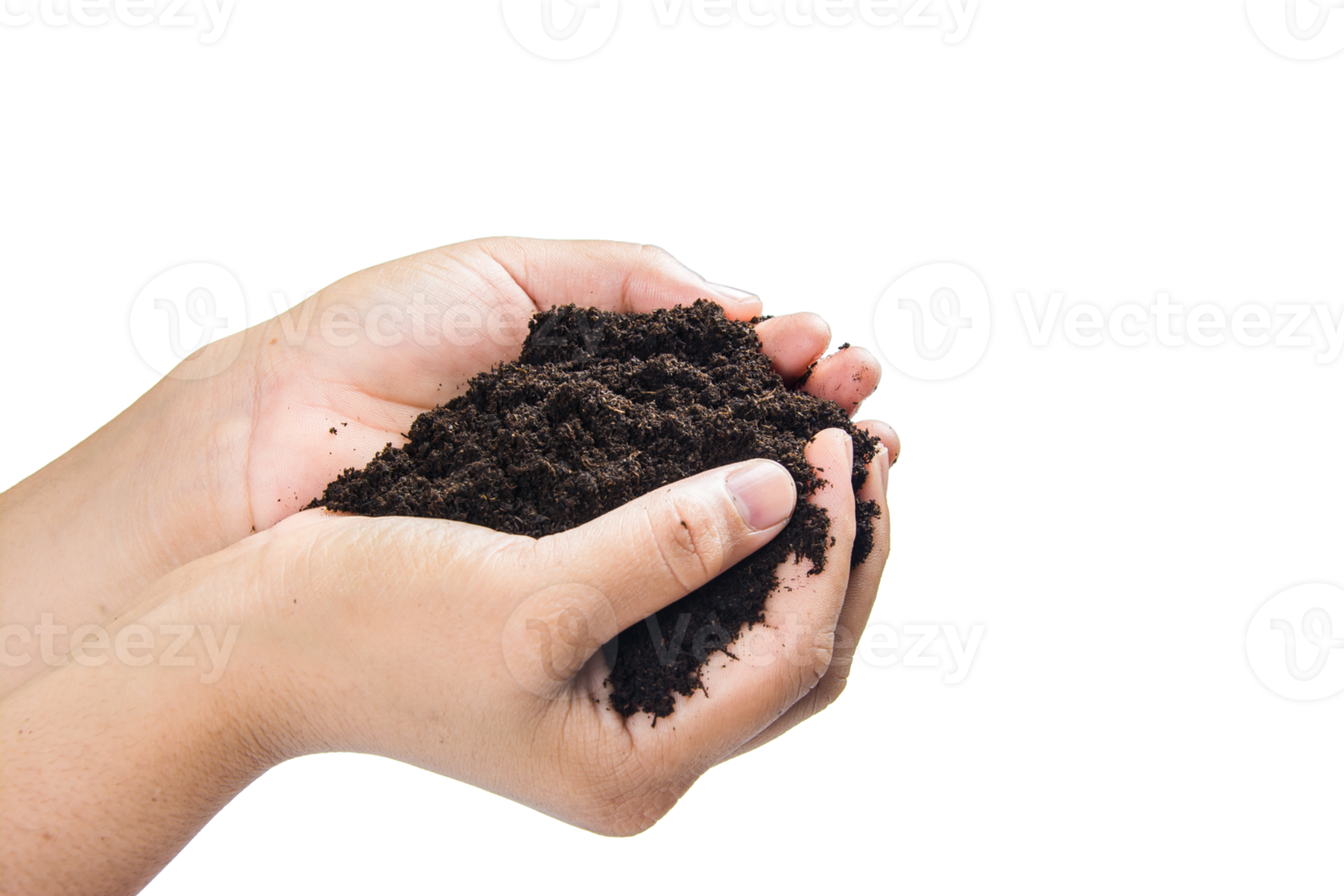 soil in hands , Hands dirty with clay black wheat in hands isolate background png