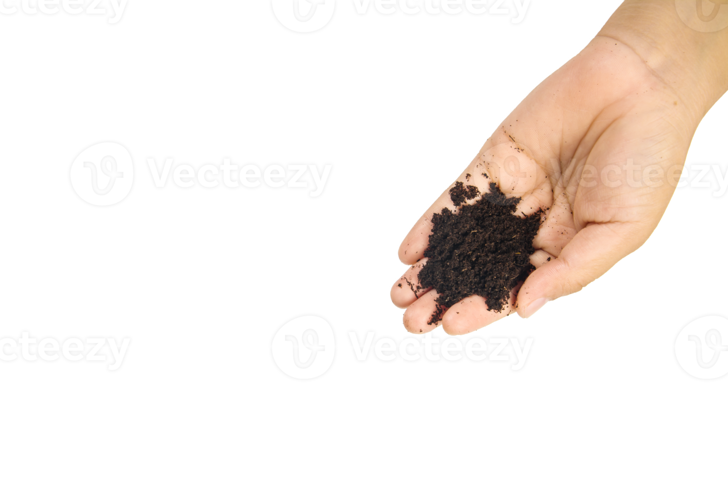 soil in hands , Hands dirty with clay black wheat in hands isolate background png