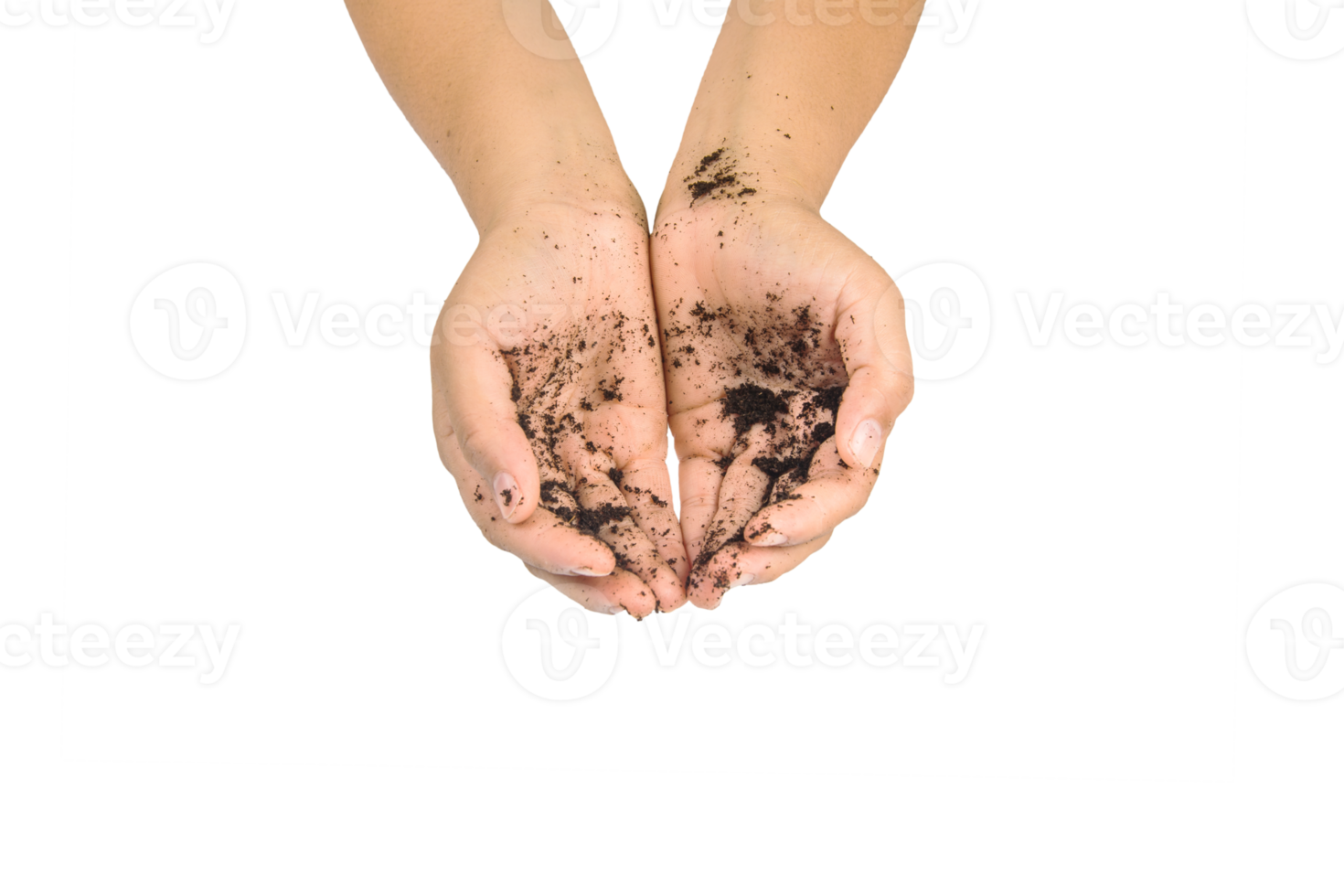 soil in hands , Hands dirty with clay black wheat in hands isolate background png