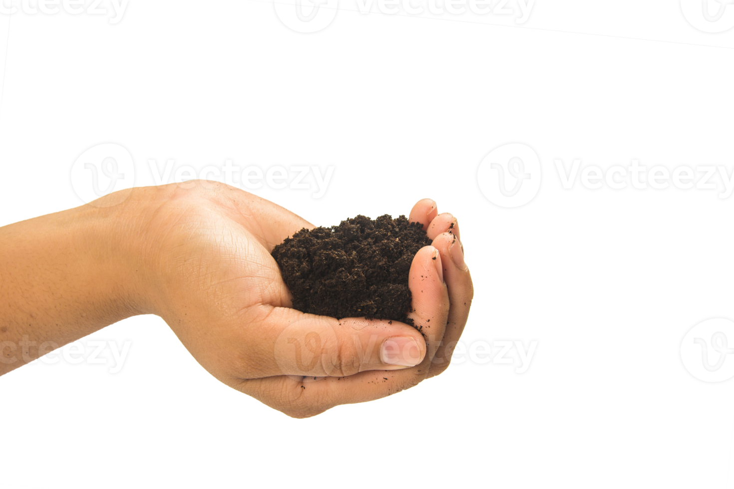 soil in hands , Hands dirty with clay black wheat in hands isolate background png