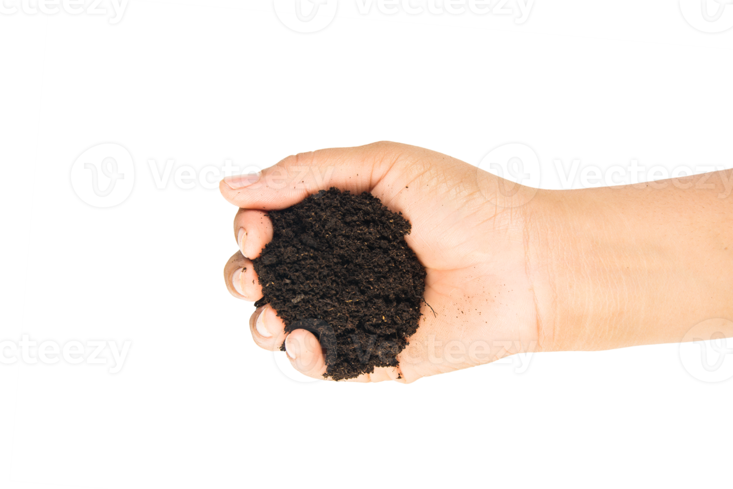 soil in hands , Hands dirty with clay black wheat in hands isolate background png