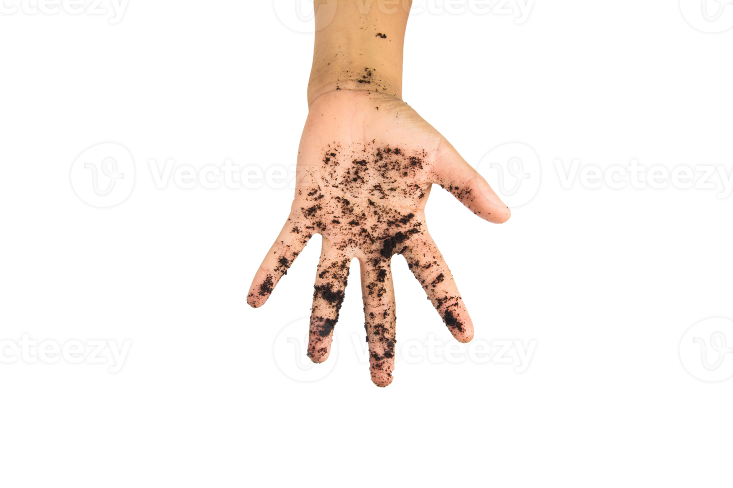 soil in hands , Hands dirty with clay black wheat in hands isolate background png