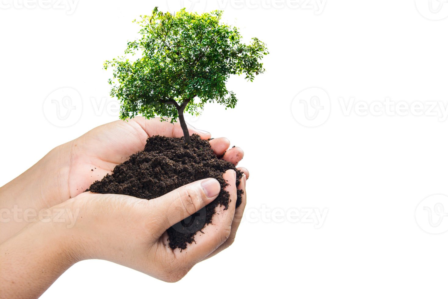 Hands holding a green young plant,small tree isolate background png