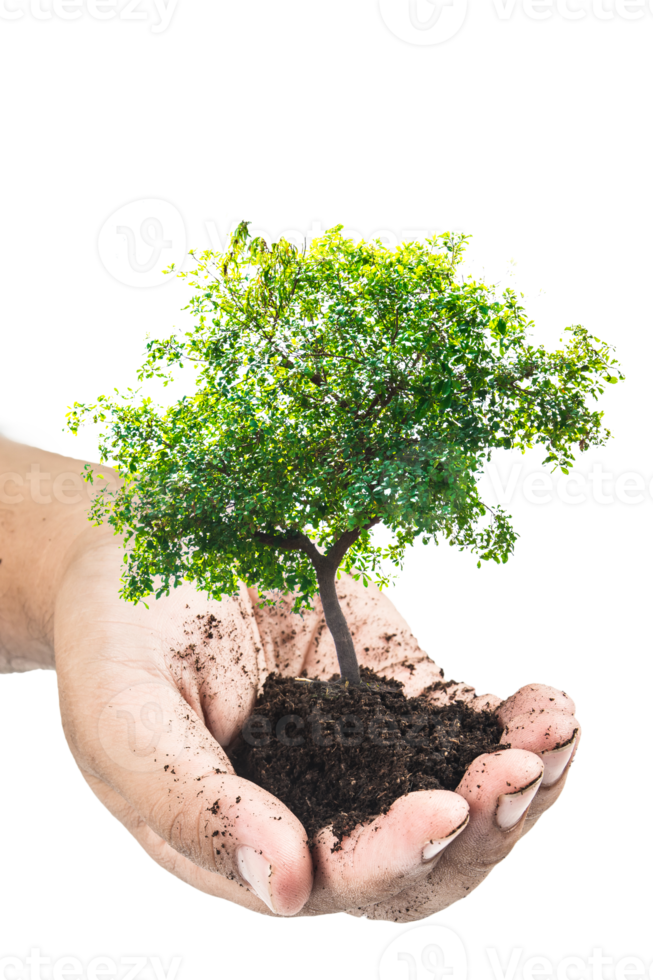 Hands holding a green young plant,small tree isolate background png