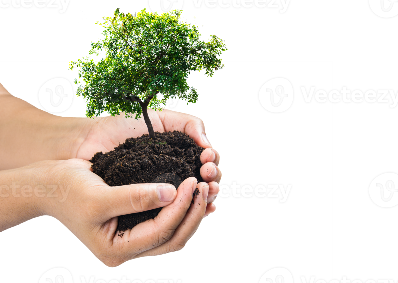 Hands holding a green young plant,small tree isolate background png
