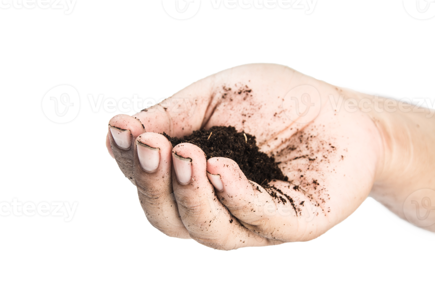 grond in handen, handen vuil met klei zwarte tarwe in handen isoleren achtergrond png