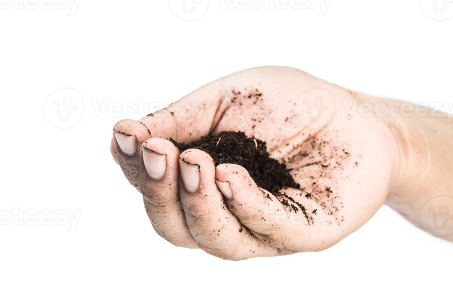 soil in hands , Hands dirty with clay black wheat in hands isolate background png