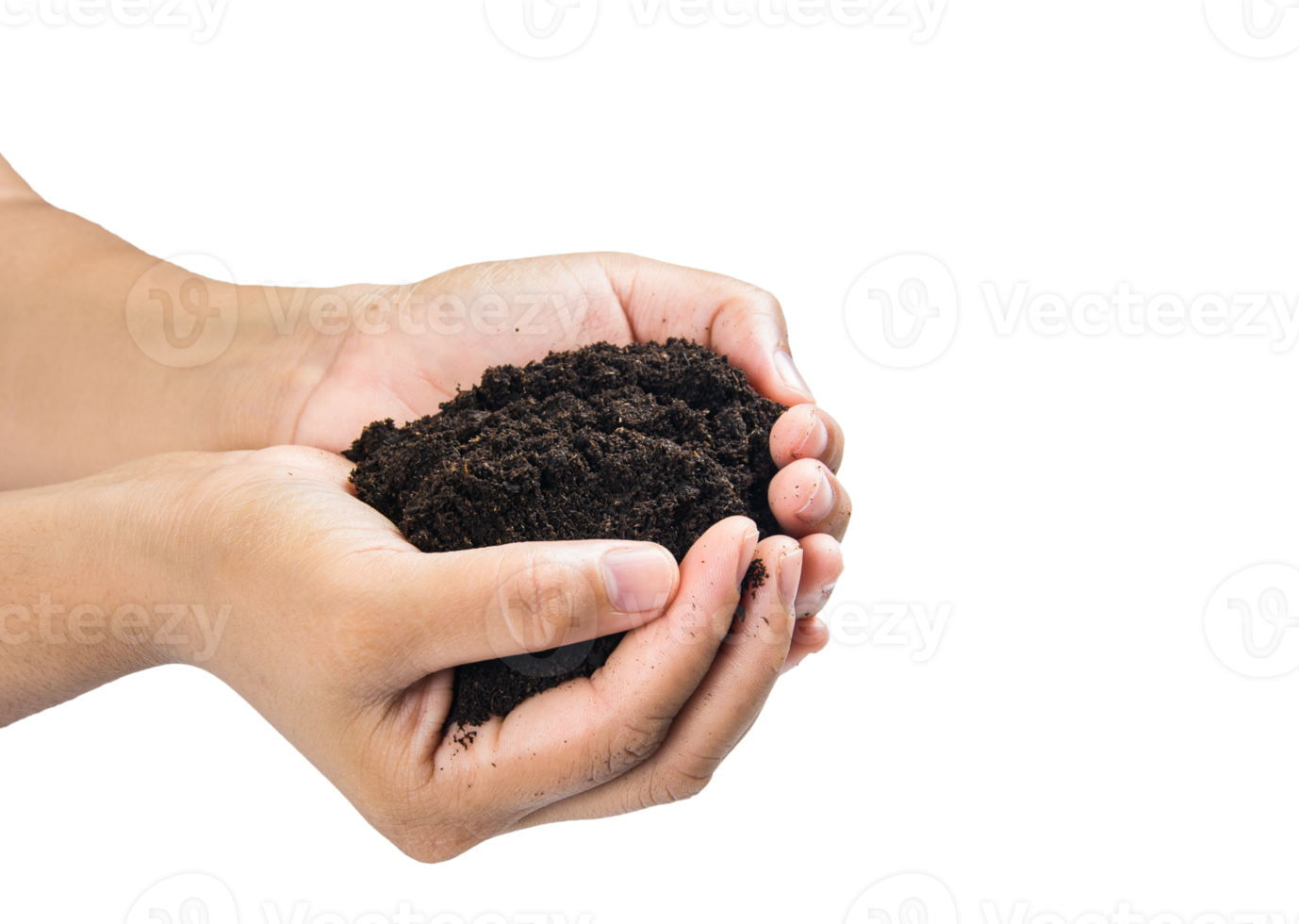 soil in hands , Hands dirty with clay black wheat in hands isolate background png