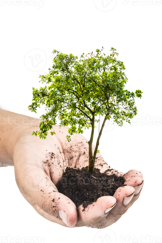 Hands holding a green young plant,small tree isolate background png