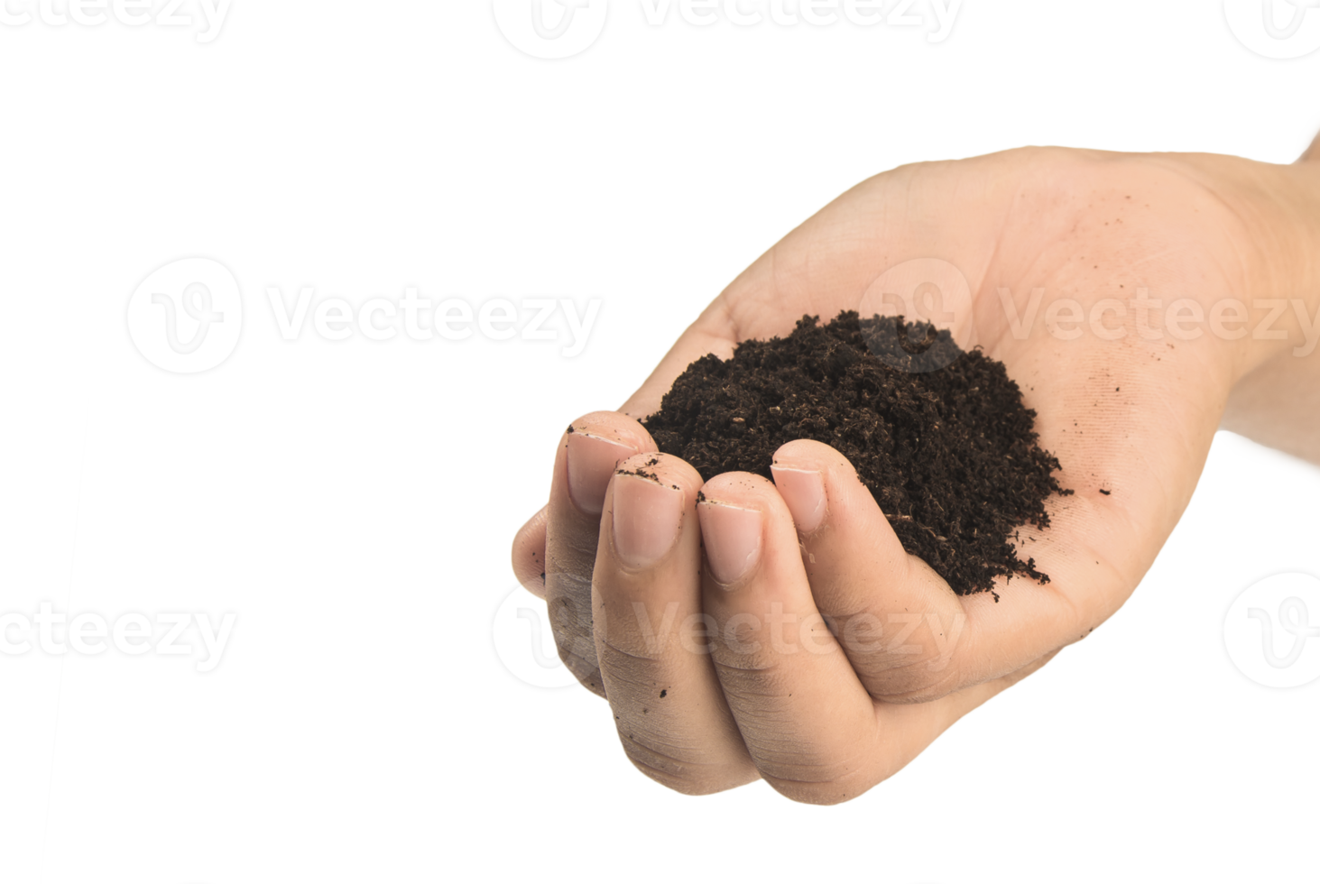 soil in hands , Hands dirty with clay black wheat in hands isolate background png