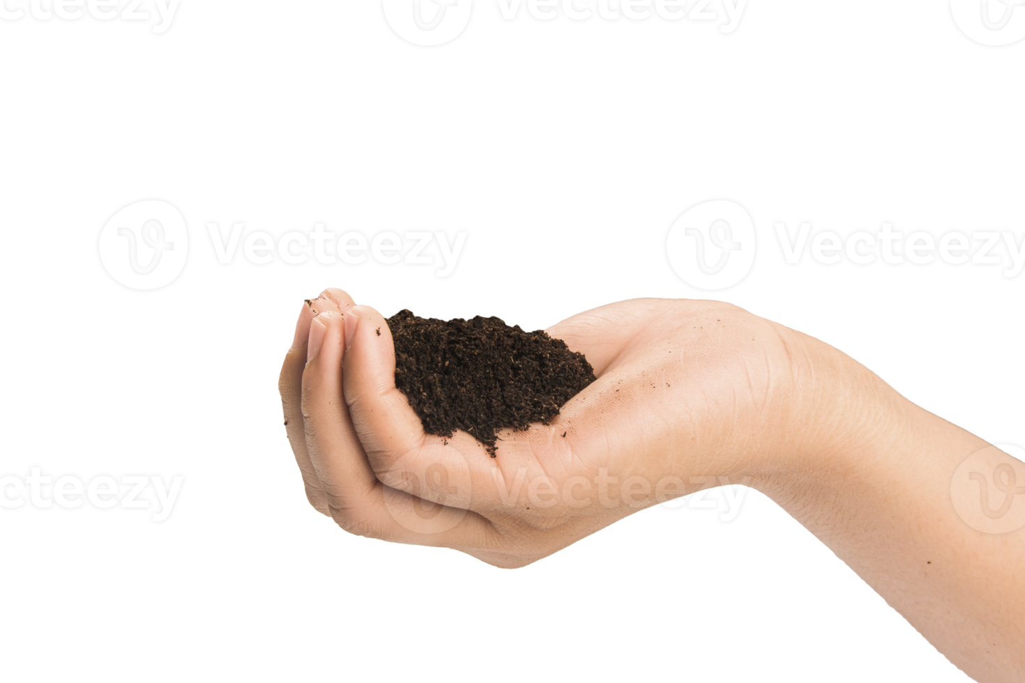 soil in hands , Hands dirty with clay black wheat in hands isolate background png