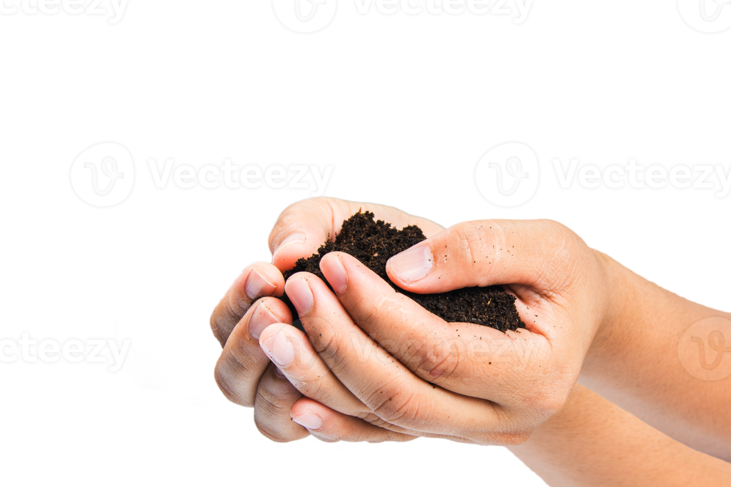 soil in hands , Hands dirty with clay black wheat in hands isolate background png