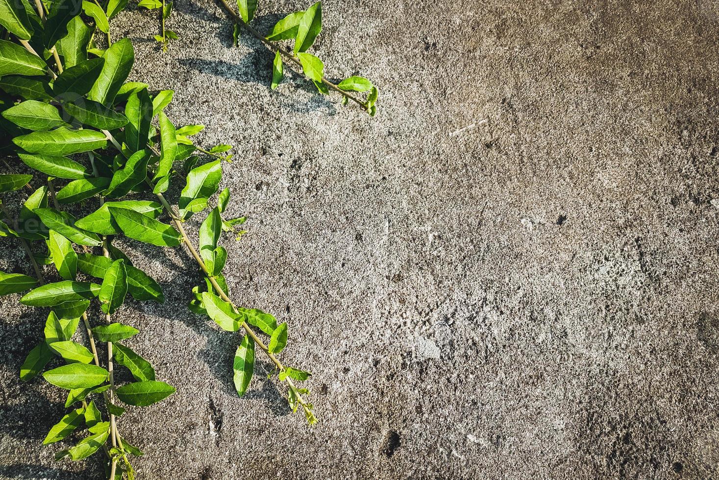 Image of grunge concrete wall with the foreground of green leaves. The natural background, natural material concept, presentation background concept. Pro photo