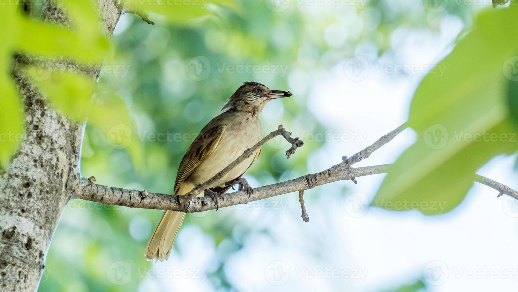 Streak eared Bulbul perched on tree with insect in its mouth to be fed to the baby birds and blurred green nature background photo
