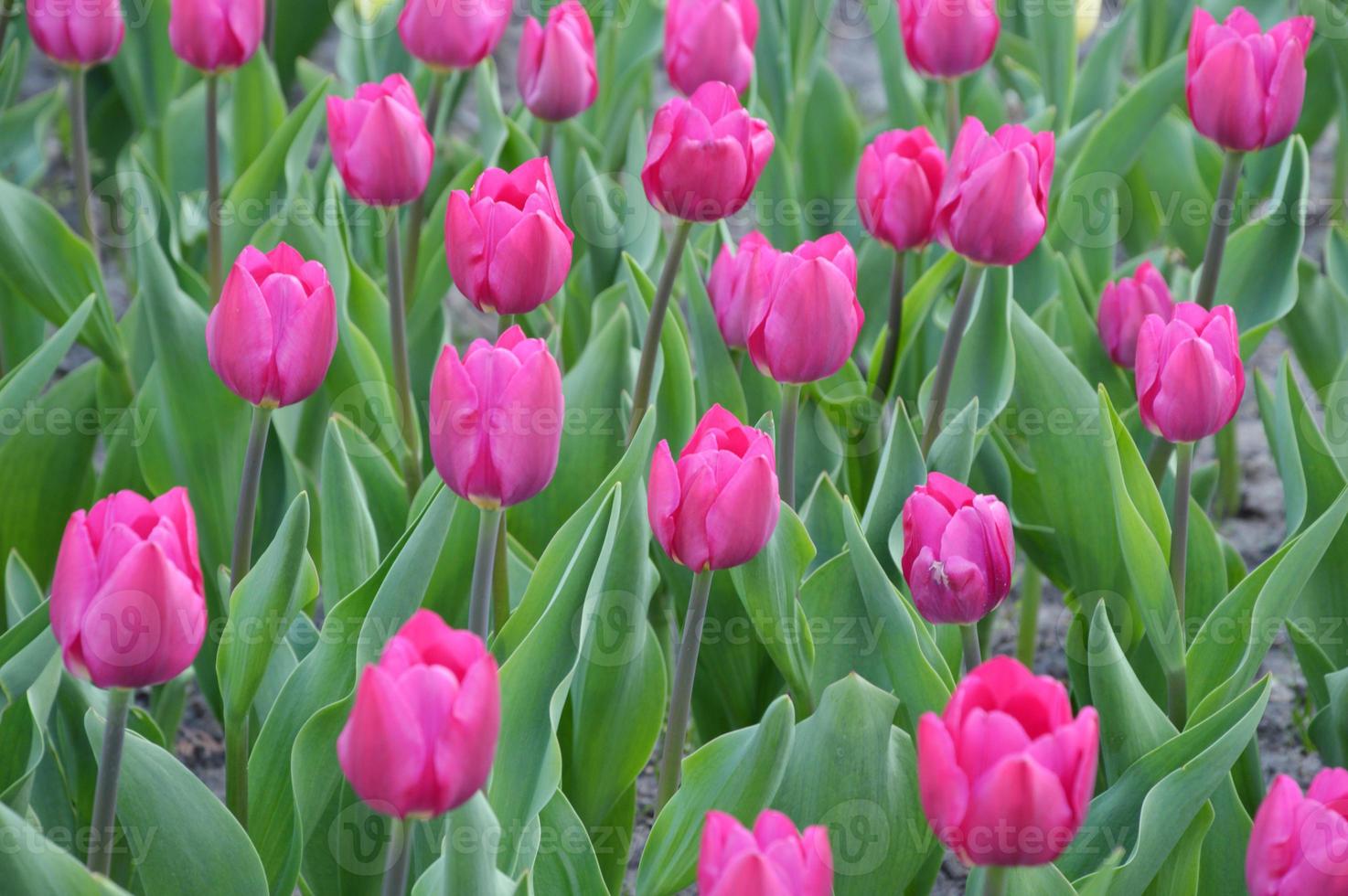 tulipanes rosas con hojas verdes. hermosas flores de primavera. fondo natural. 8526921 Foto de stock en Vecteezy tulipanes rosas con hojas verdes. hermosas flores de primavera. fondo natural. 8526921 Foto de stock en Vecteezy