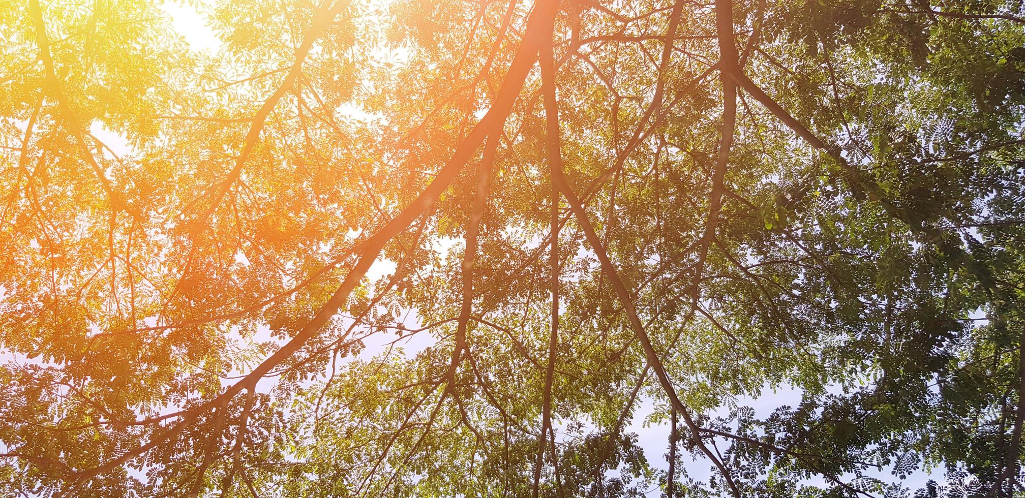 Beautiful big tree branch with green leaves and orange sunlight flare for background in morning day  - Beauty of nature, plant growing and Natural Wallpaper concept photo